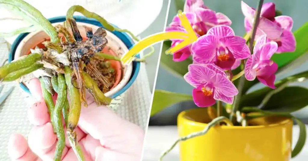 El truco genial para salvar fácilmente una orquídea moribunda – Mis Consejos Jardinería