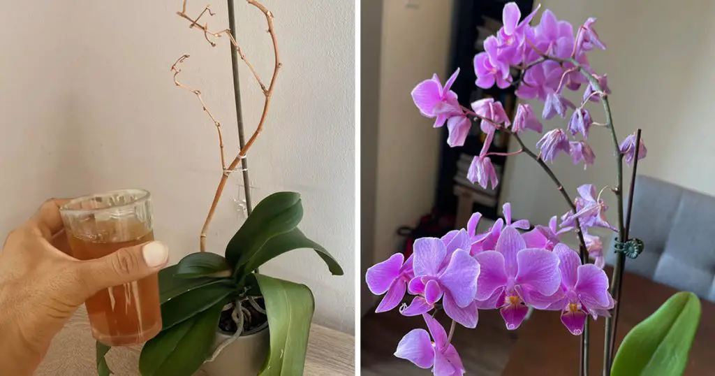 El truco más eficaz para salvar una orquídea moribunda y hacerla florecer de nuevo – Mis Consejos Jardinería