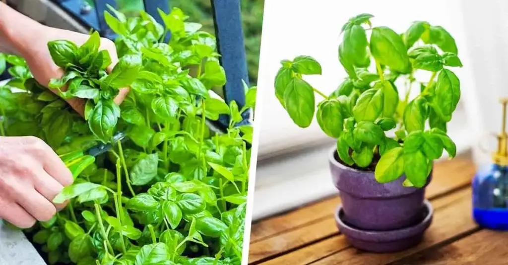 El truco para cultivar albahaca sin parar y tenerla todo el año – Mis Consejos Jardinería