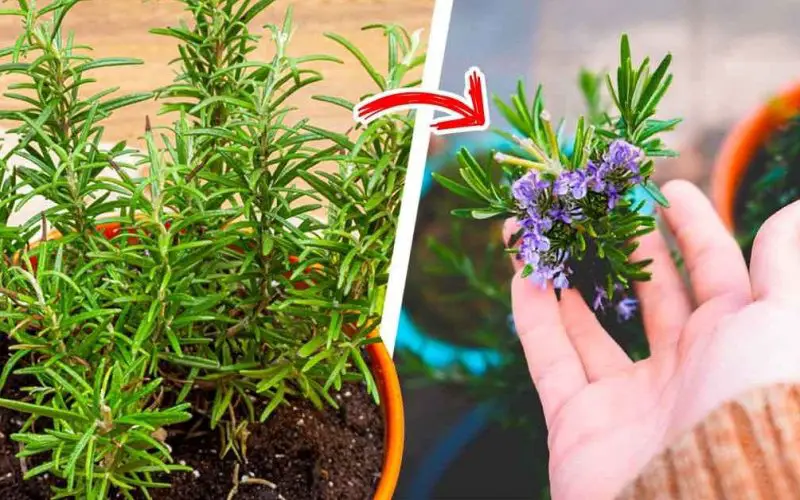 El truco para hacer florecer el romero para perfumar toda la casa – Mis Consejos Jardinería