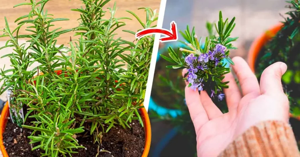 El truco para hacer florecer el romero para perfumar toda la casa – Mis Consejos Jardinería