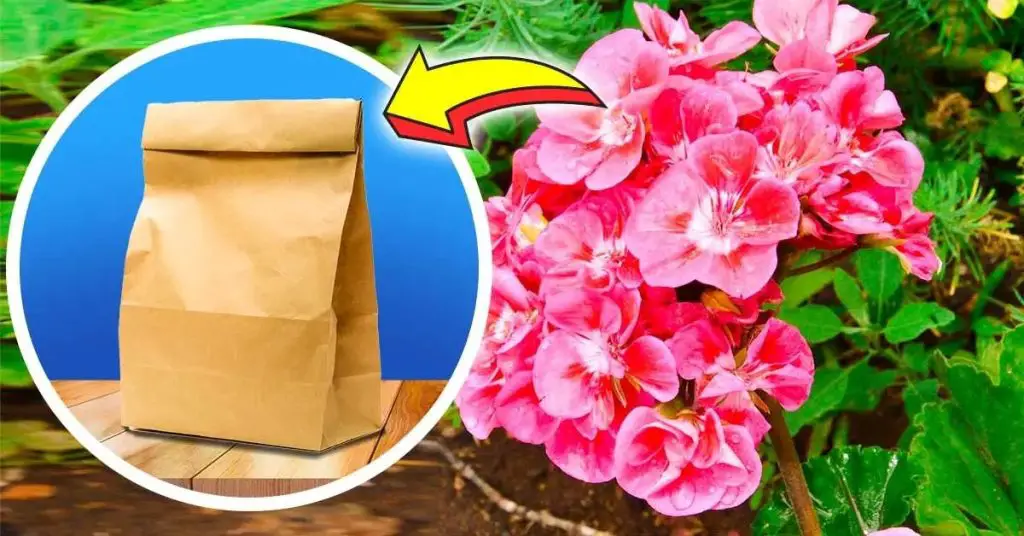 El truco para hibernar geranios: todo lo que necesitas es una bolsa de papel – Mis Consejos Jardinería