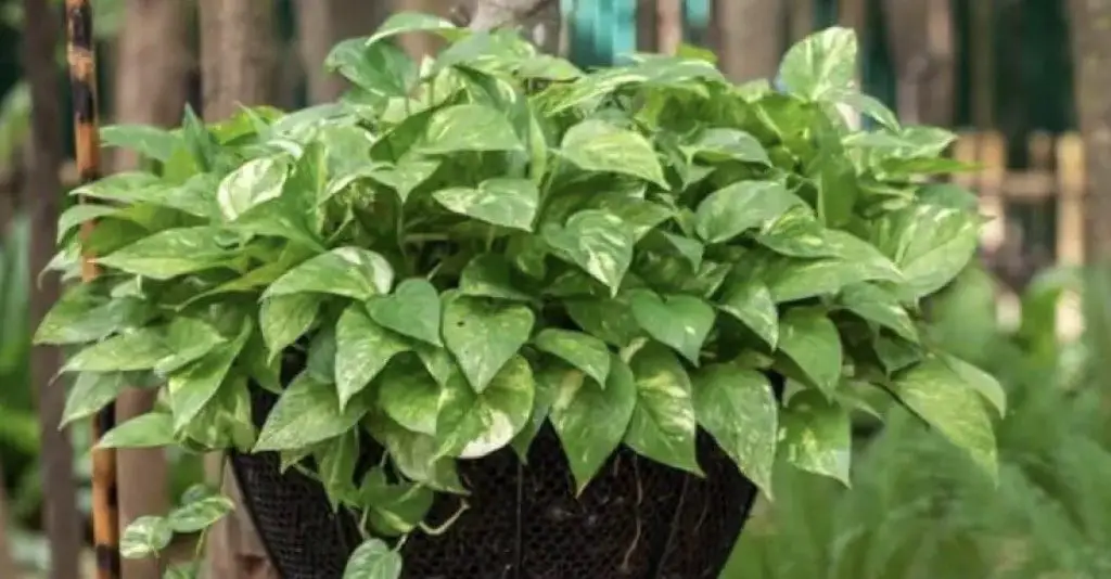 El truco para tener un hermoso potos y llenarlo de hojas verdes – Mis Consejos Jardinería
