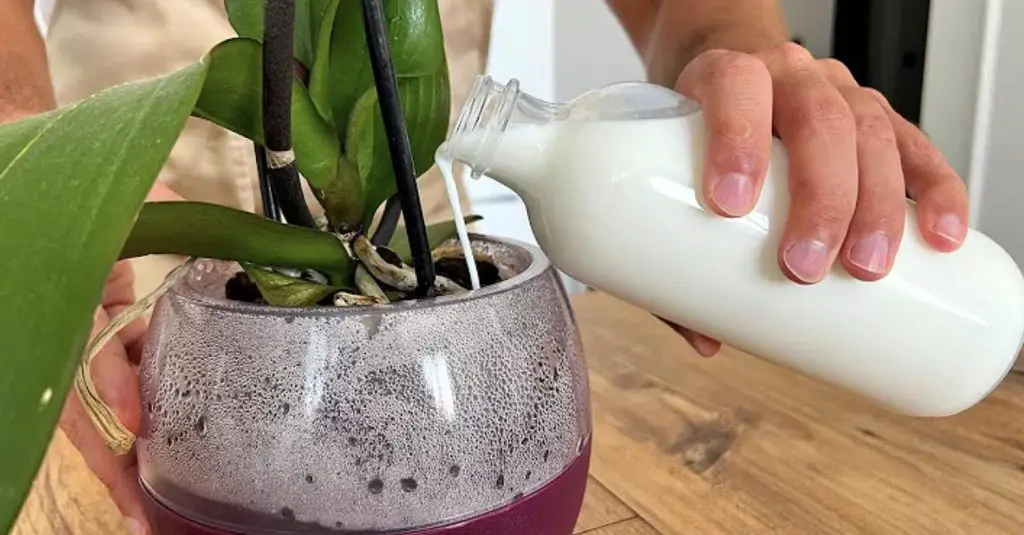 El truco para verter en las plantas para un crecimiento muy rápido – Mis Consejos Jardinería