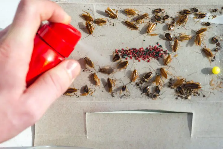 Elimina cucarachas, moscas y mosquitos con esta mezcla de ingredientes para cocinar – Mis Consejos Jardinería
