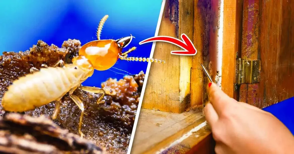 Elimina las termitas de tus muebles para que no destruyan la madera: 3 consejos infalibles – Mis Consejos Jardinería