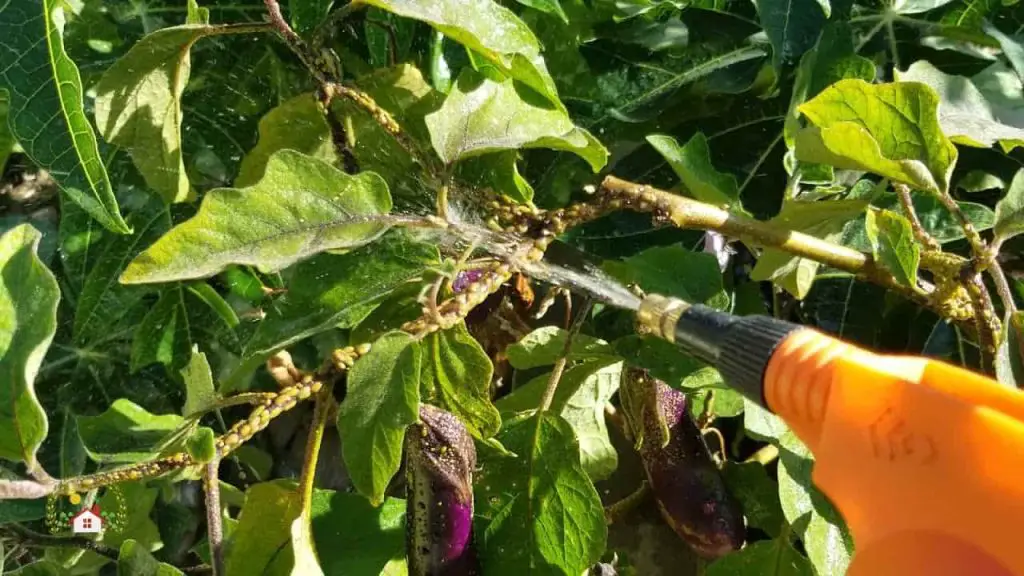 Eliminar mosca blanca, pulgón, cochinillas: estos 3 ingredientes de cocina son suficientes – Mis Consejos Jardinería