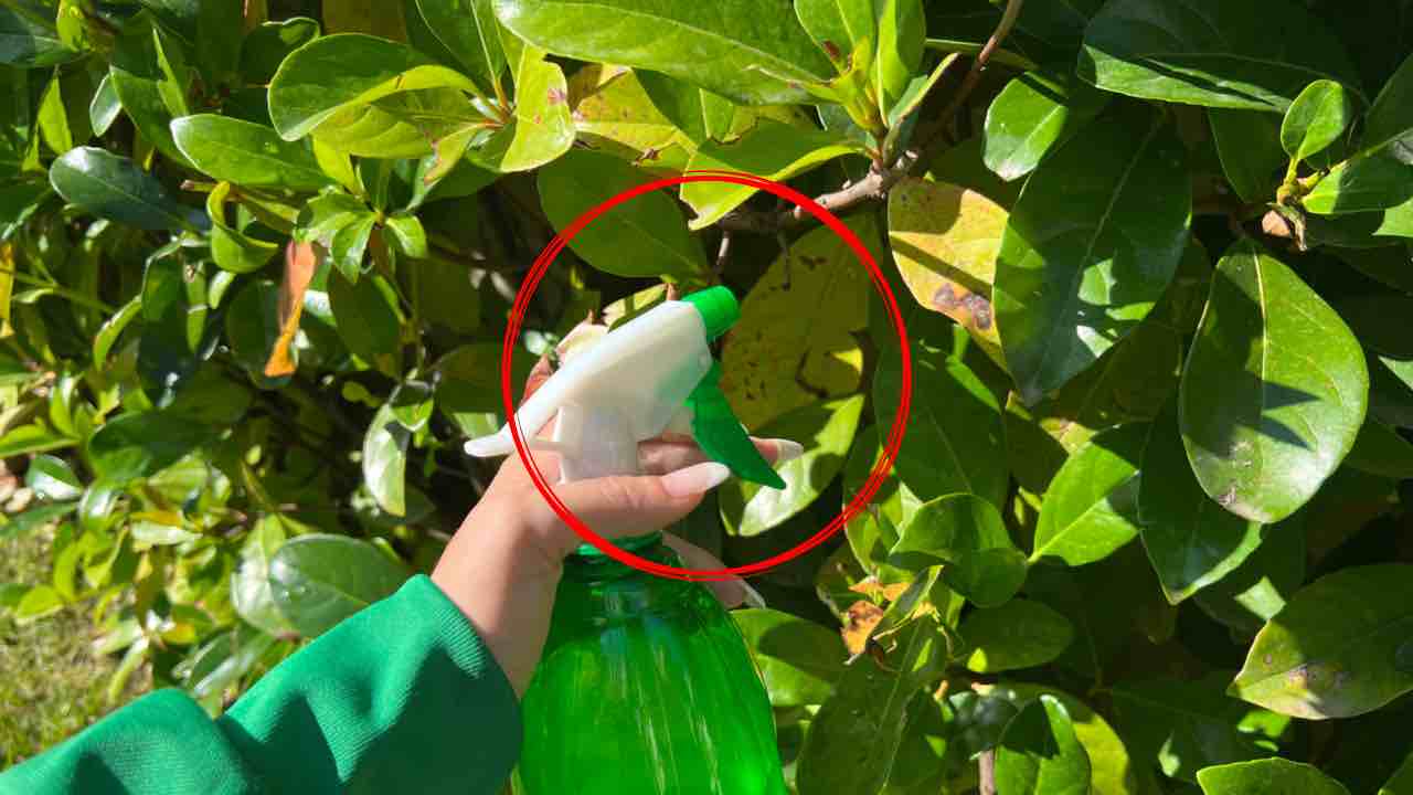 Eliminación de plagas de plantas