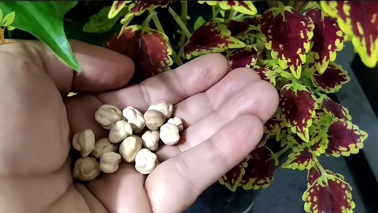 Crecimiento de la planta