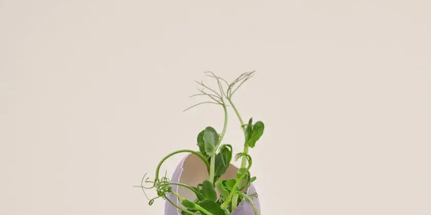 Es sorprendente el truco para hacer crecer un manzano en 3 semanas con una simple operación – Mis Consejos Jardinería