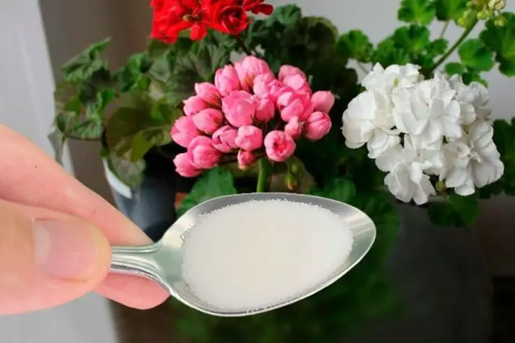 Espectacular floración de las plantas: ¡basta con una cucharada! – Mis Consejos Jardinería