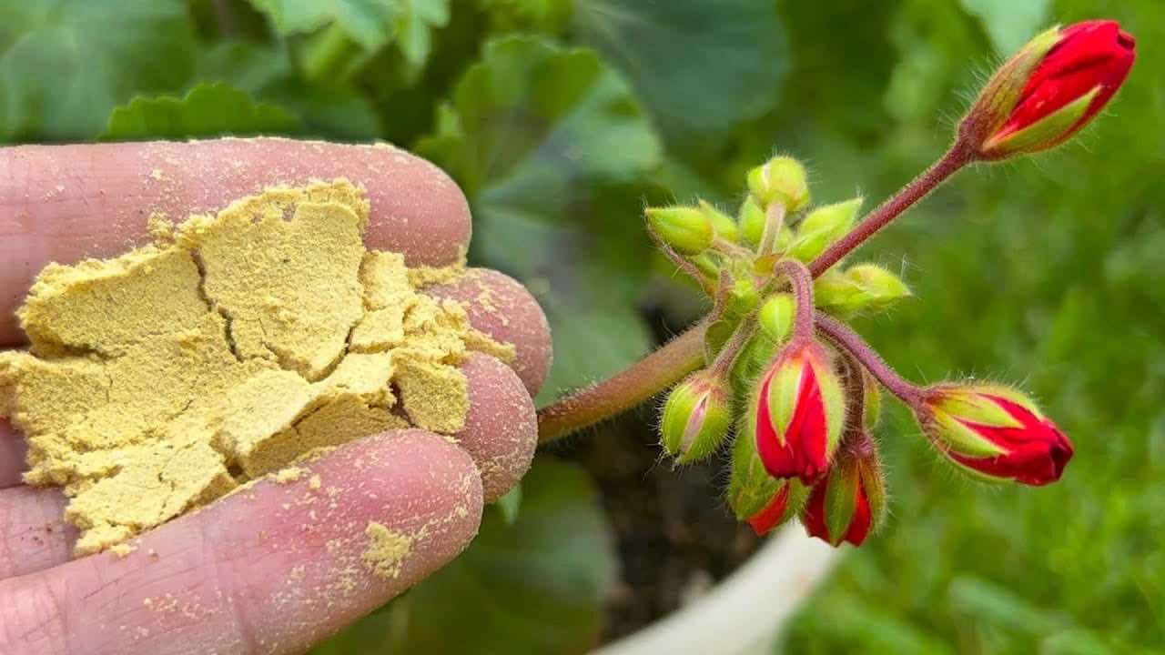 Espolvorearlo sobre las flores.
