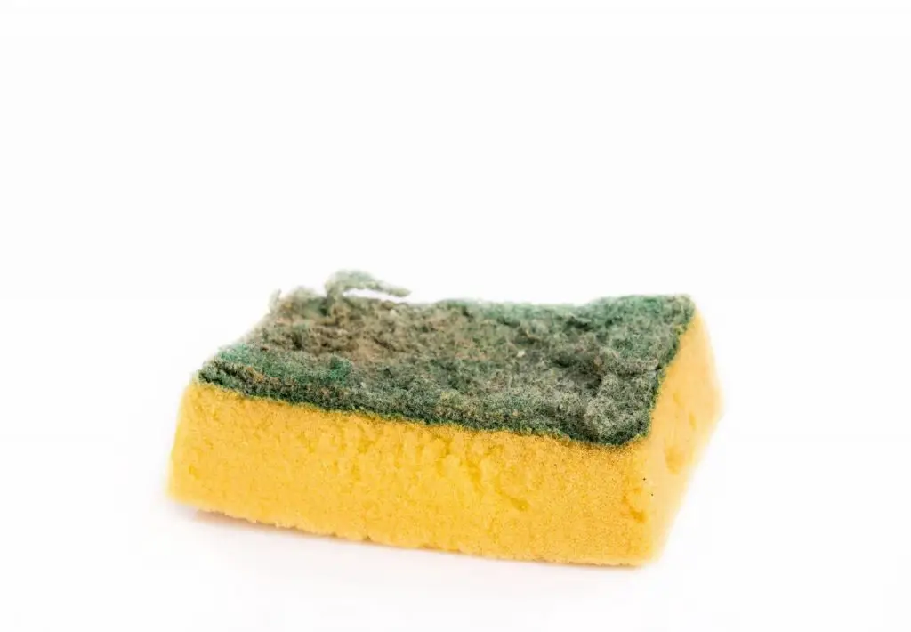 Esponjas antiguas “VALEN ORO” | ¡Nunca más los tires! – Mis Consejos Jardinería