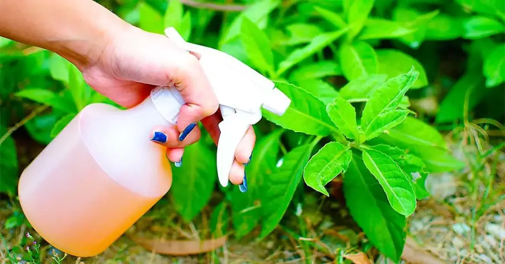 Esta es la razón por la que nunca debes volver a usar vinagre para deshacerte de las malas hierbas – Mis Consejos Jardinería