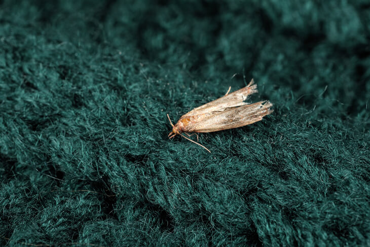 Una polilla en una prenda