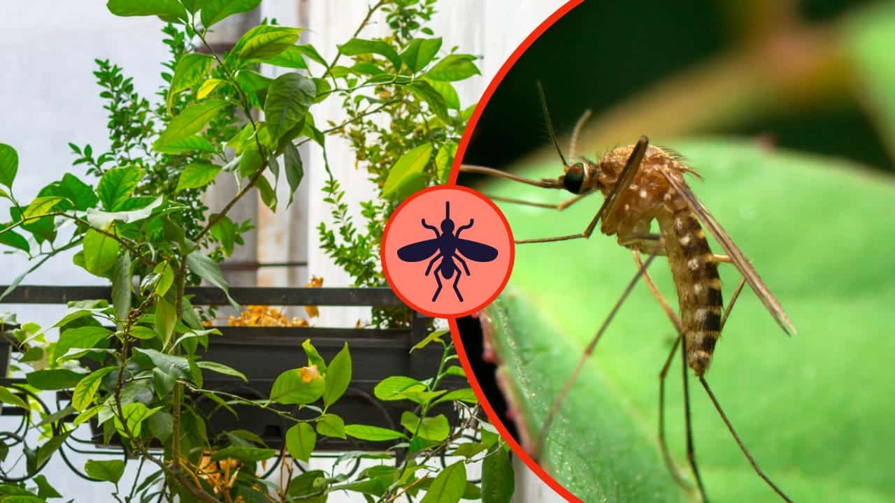 plantas repelentes de mosquitos