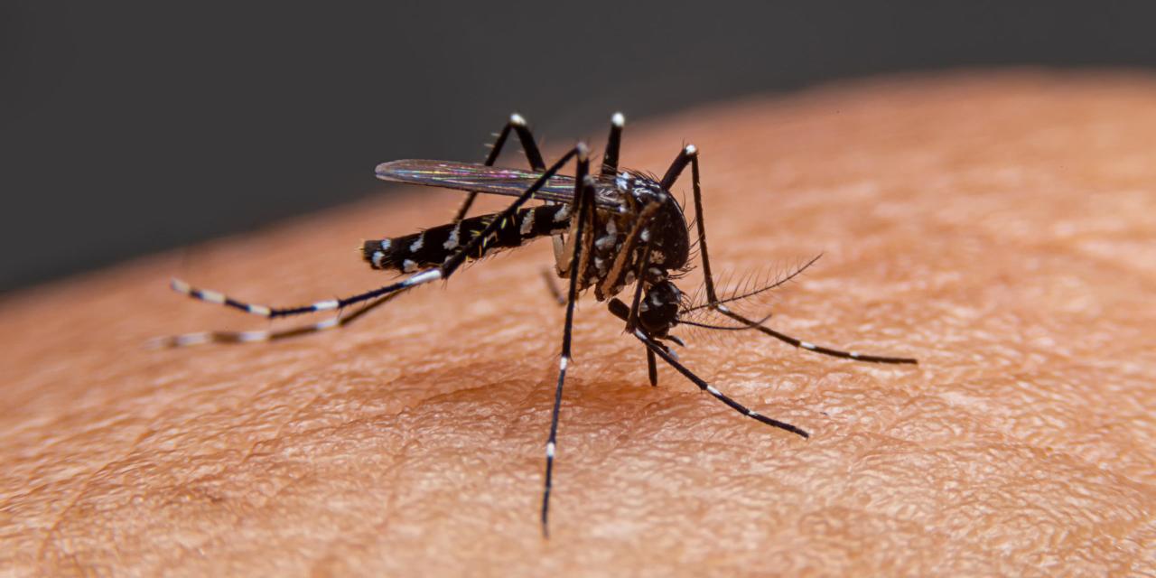 vienen mosquitos