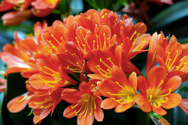 La clivia, planta de interior