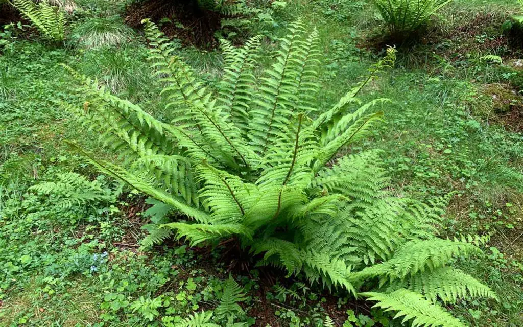 Estas 5 plantas son las más difíciles de cuidar: esto es lo que son – Mis Consejos Jardinería