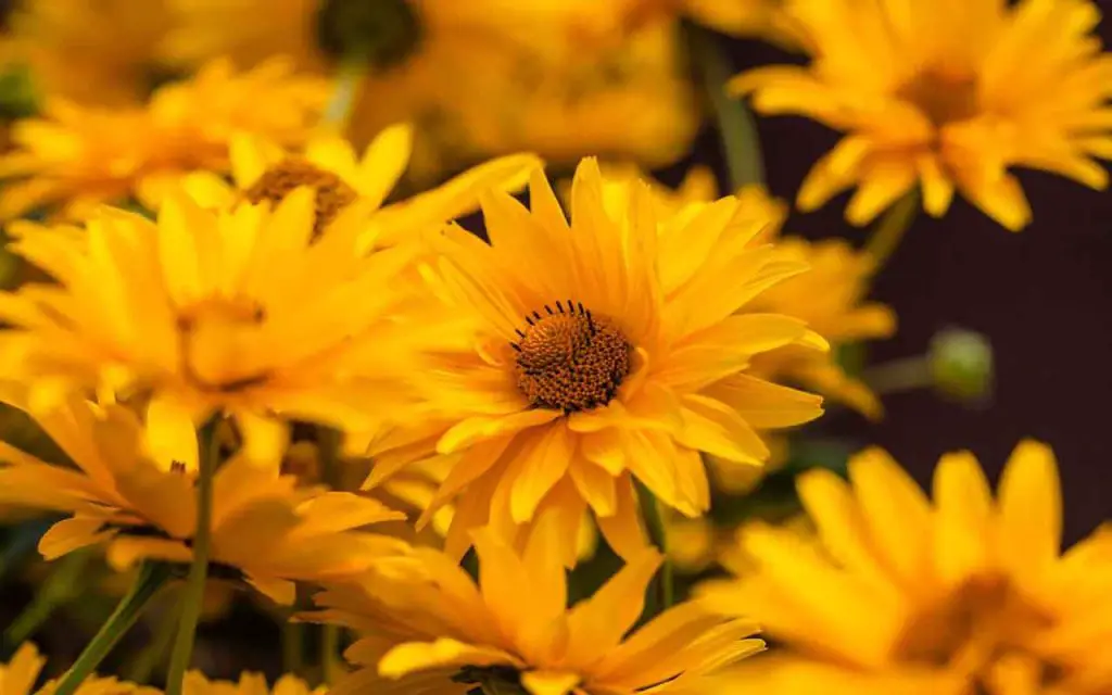 Estas flores amarillas son perfectas para tu balcón: esto es de lo que se trata – Mis Consejos Jardinería