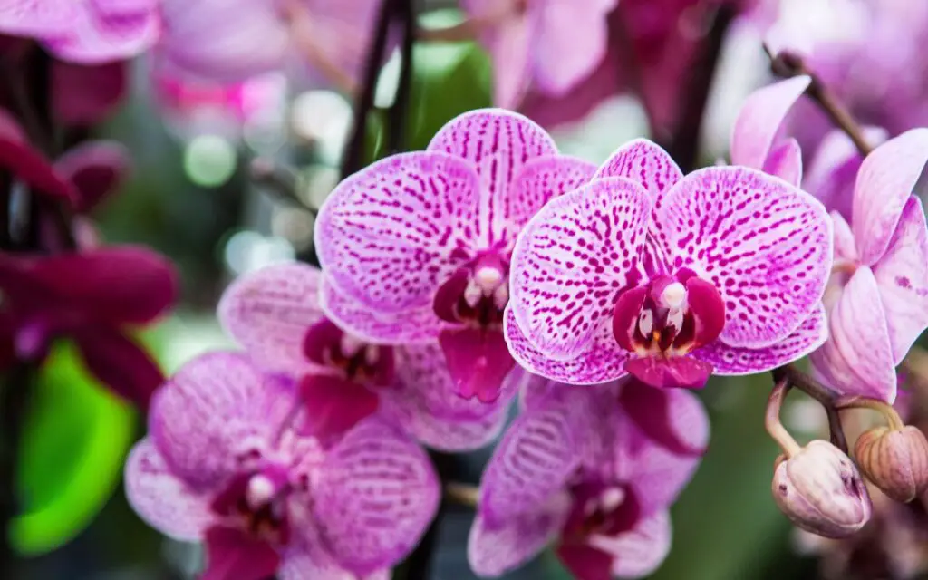 Estas plantas valen una fortuna, eso es lo que son las plantas. – Mis Consejos Jardinería