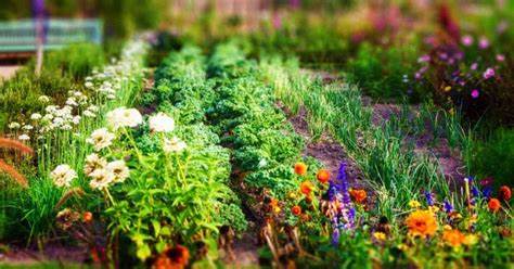 Estas son las flores que nunca deben plantarse cerca de vegetales. poca gente sabe – Mis Consejos Jardinería
