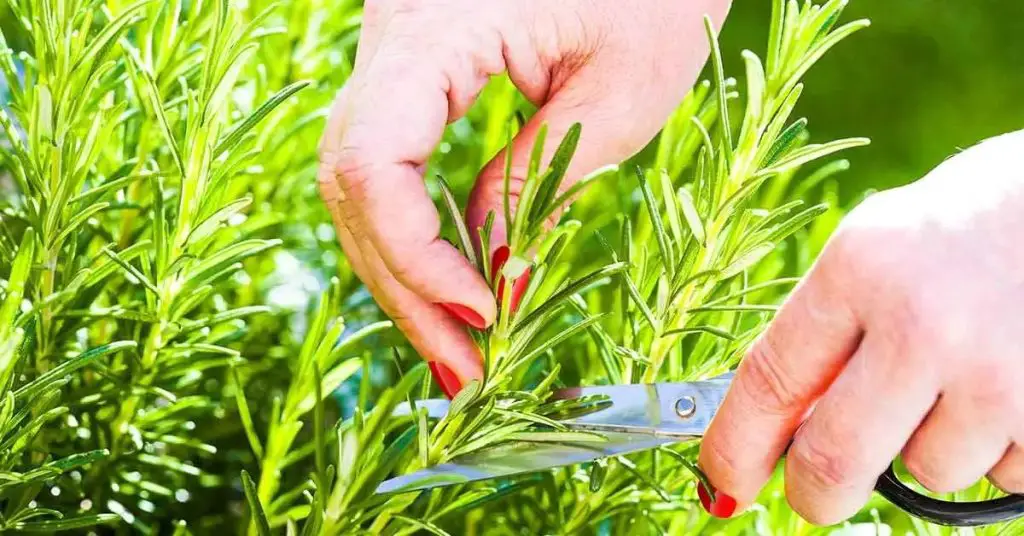 Estas son las hierbas aromáticas que definitivamente debes podar en octubre – Mis Consejos Jardinería