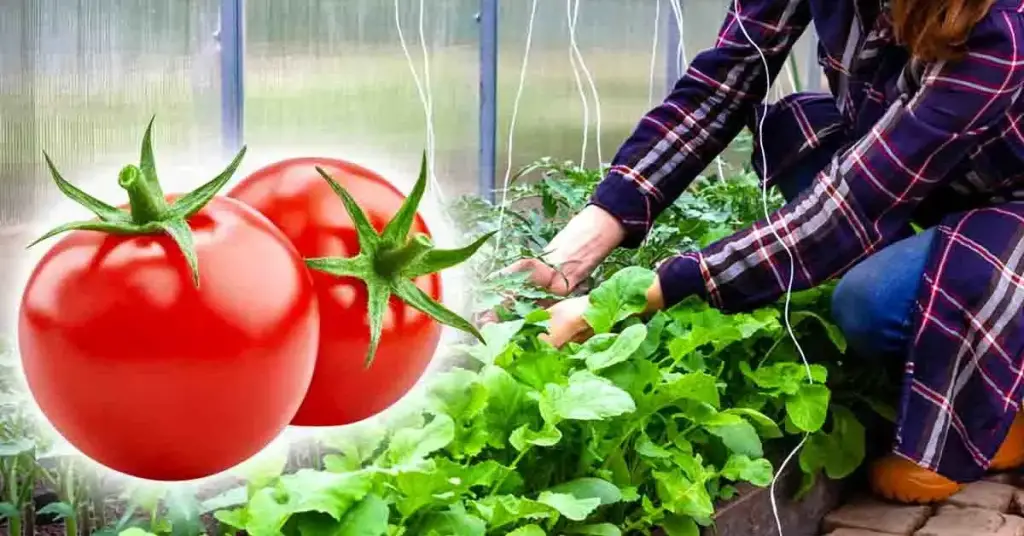 Estas son las plantas que debes evitar cultivar cerca de los tomates – Mis Consejos Jardinería