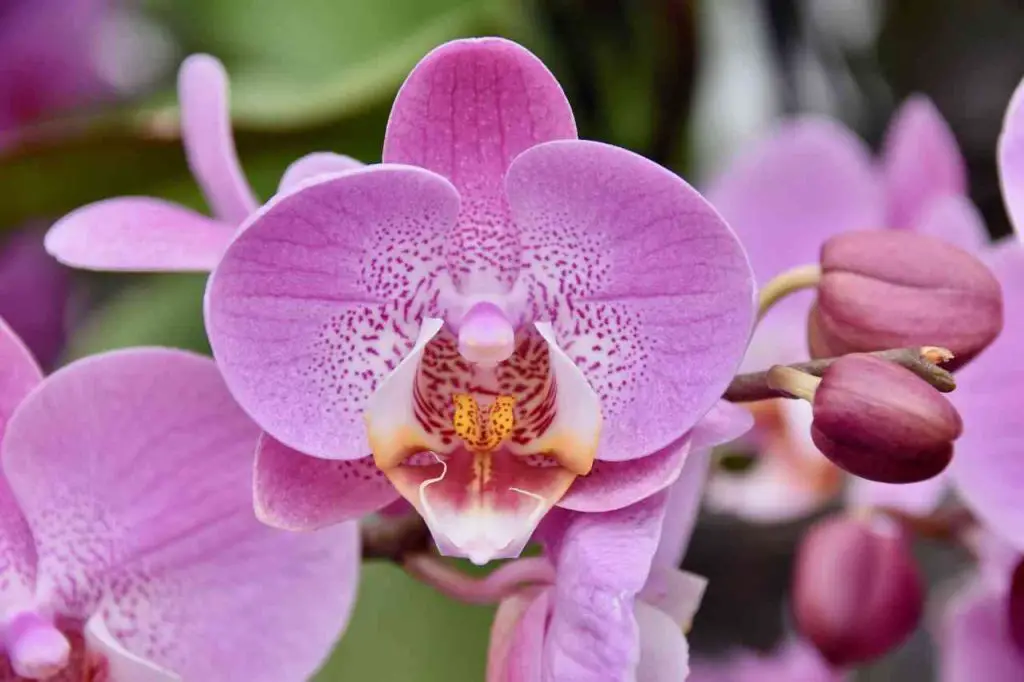 Estas son las señales de que su orquídea necesita un trasplante: Hable con el experto – Mis Consejos Jardinería