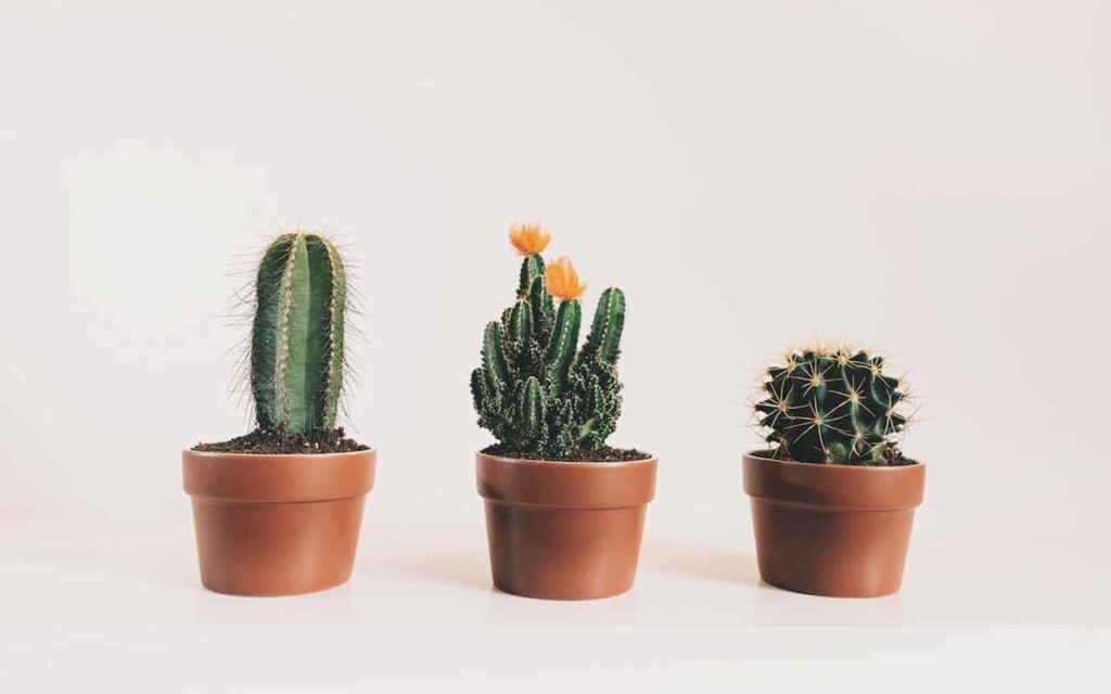 Estas suculentas requieren muy poca agua – aquí está la lista – Mis Consejos Jardinería