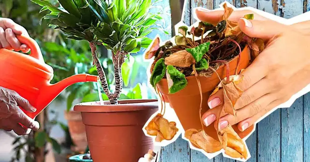 Este es el error más grande que mata plantas según los jardineros – Mis Consejos Jardinería