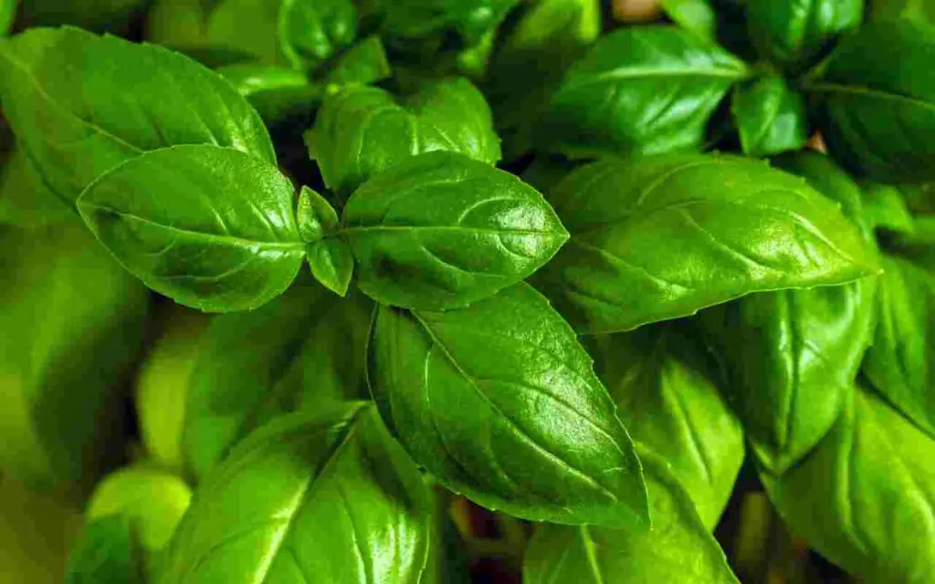 Este es el único método correcto para regar la albahaca: aquí está cuál – Mis Consejos Jardinería