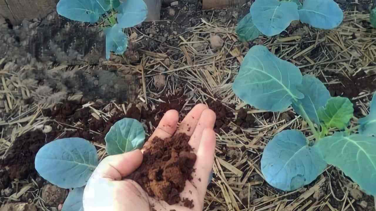 Fertilizante natural para plantas