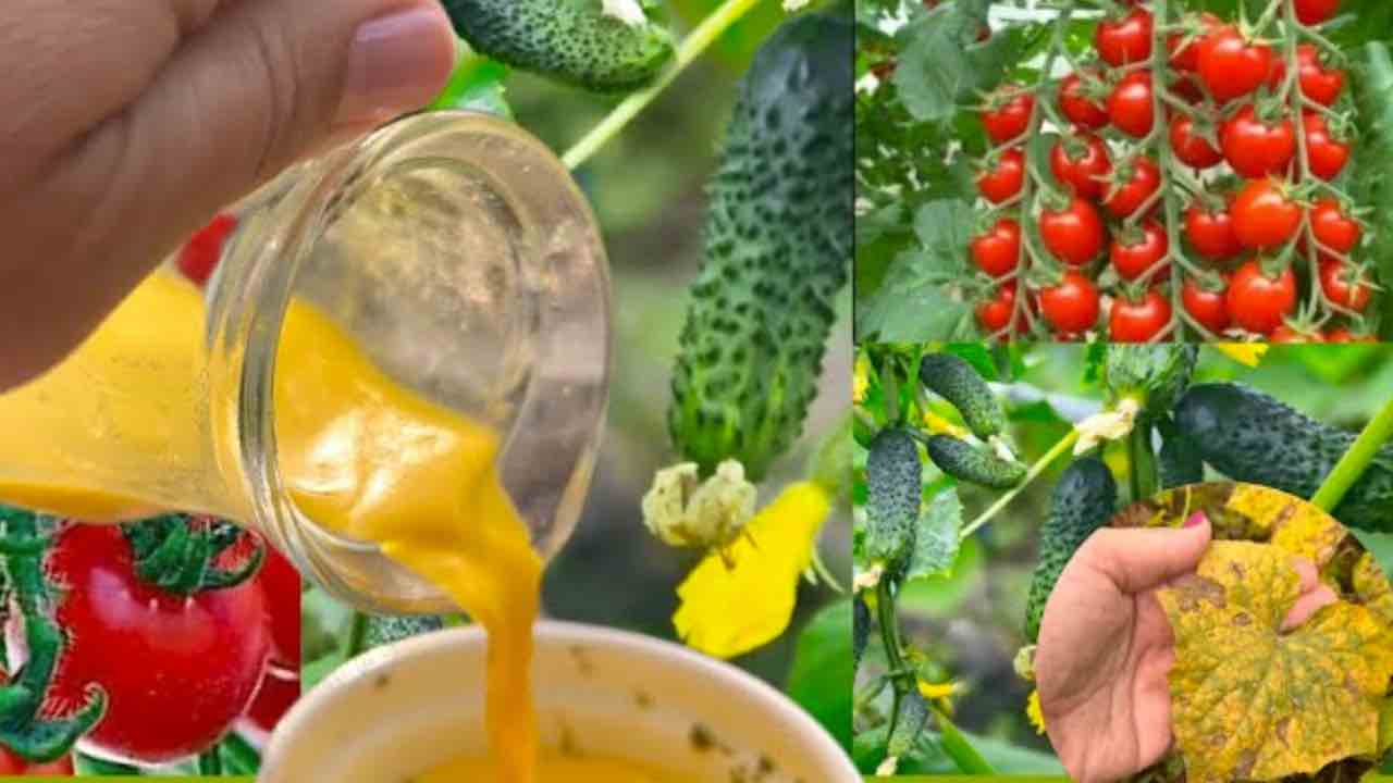 ingrediente orgánico