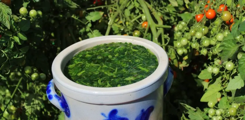 Estiércol de tomate: un fertilizante natural para un jardín saludable – Mis Consejos Jardinería