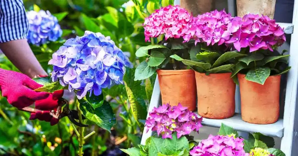 Esto es lo que sucede cuando crece una hortensia en tu casa – Mis Consejos Jardinería