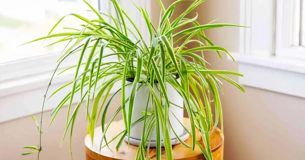 Esto es lo que sucede cuando el clorofito crece en tu casa – Mis Consejos Jardinería