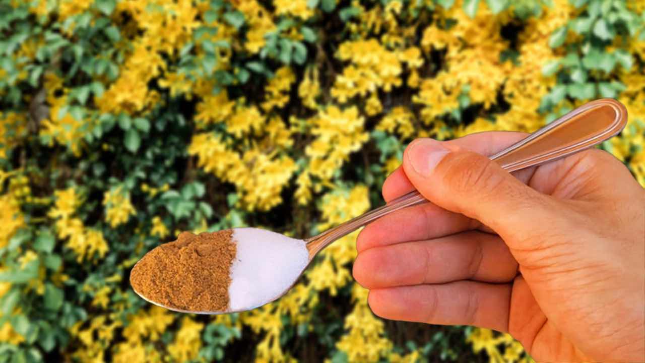solución de plantas amarillentas