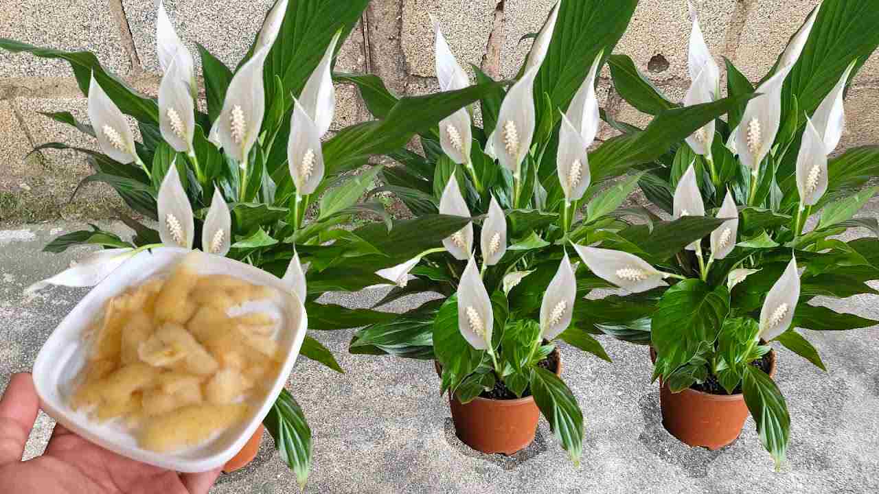 fertilizante de lirio