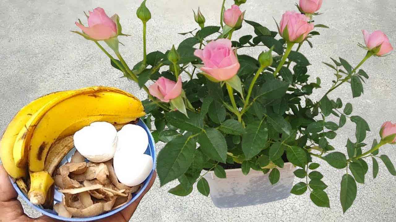 ingredientes para plantas florecientes