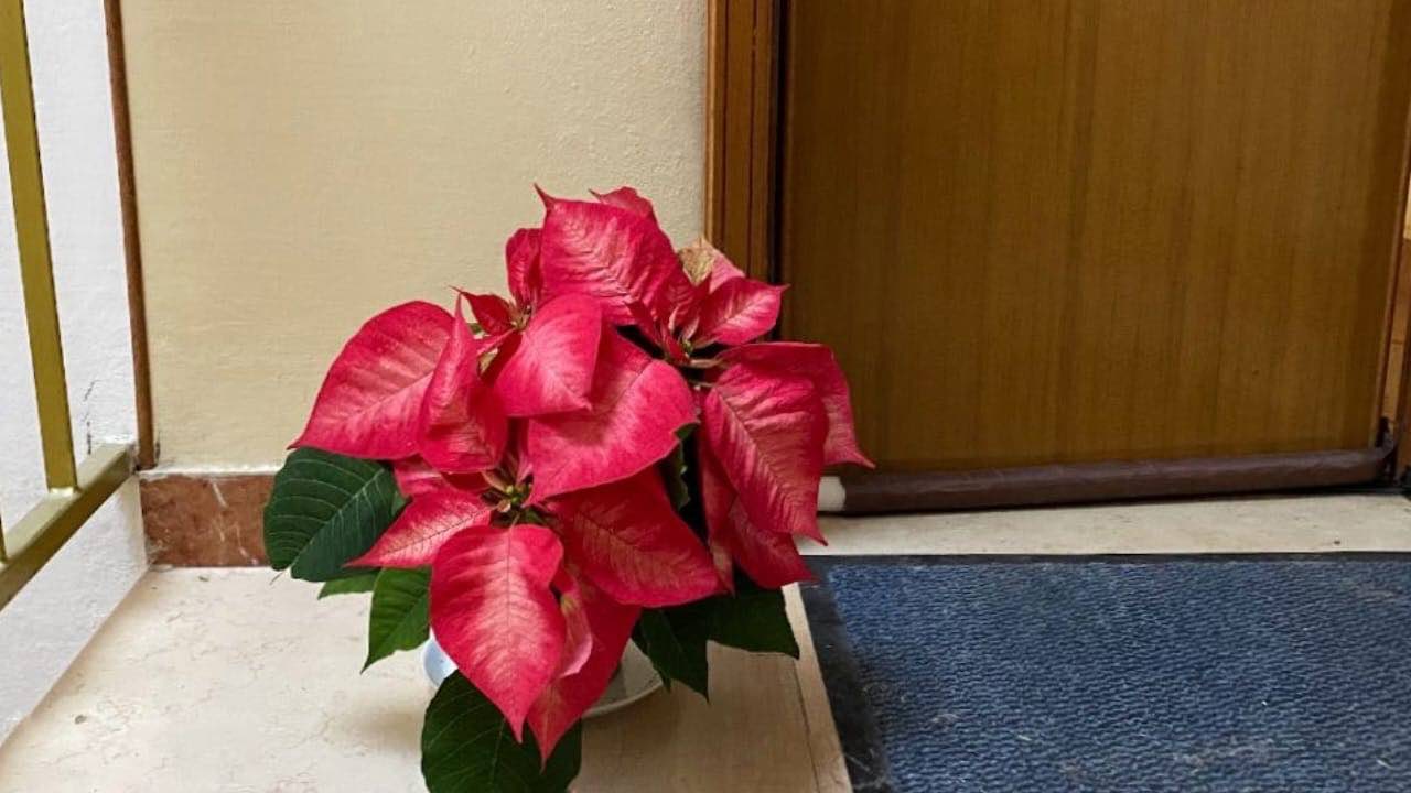 estrella de navidad