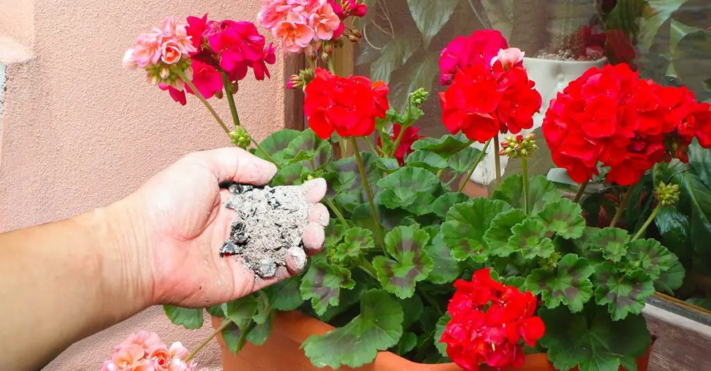 Fertilizante con ceniza: el método perfecto para sus plantas – Mis Consejos Jardinería