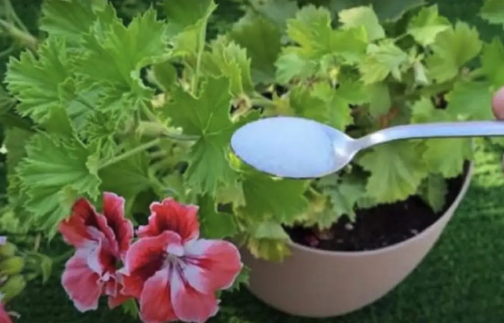 Fertilizante de bricolaje: el método para tener plantas sanas y fuertes – Mis Consejos Jardinería