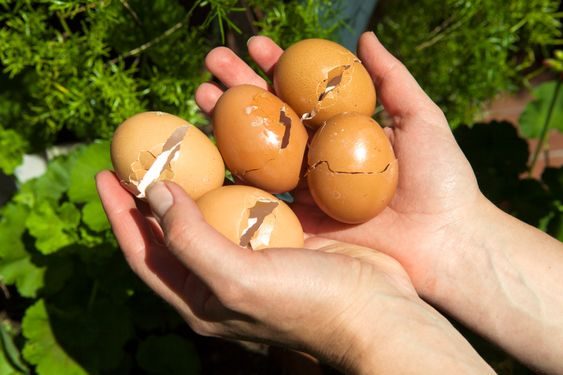 Fertilizante hágalo usted mismo: pruebe el método con cáscaras de huevo – Mis Consejos Jardinería