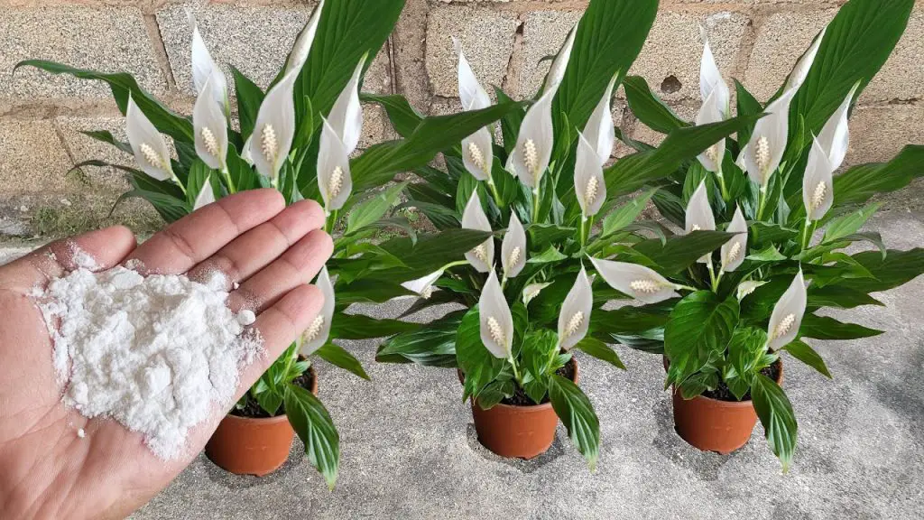Fertilizante más fácil y rápido del mundo