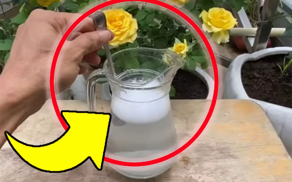 Fertilizante natural, el mejor cuesta solo 10 centavos: ¡todos los viveristas lo usan! – Mis Consejos Jardinería