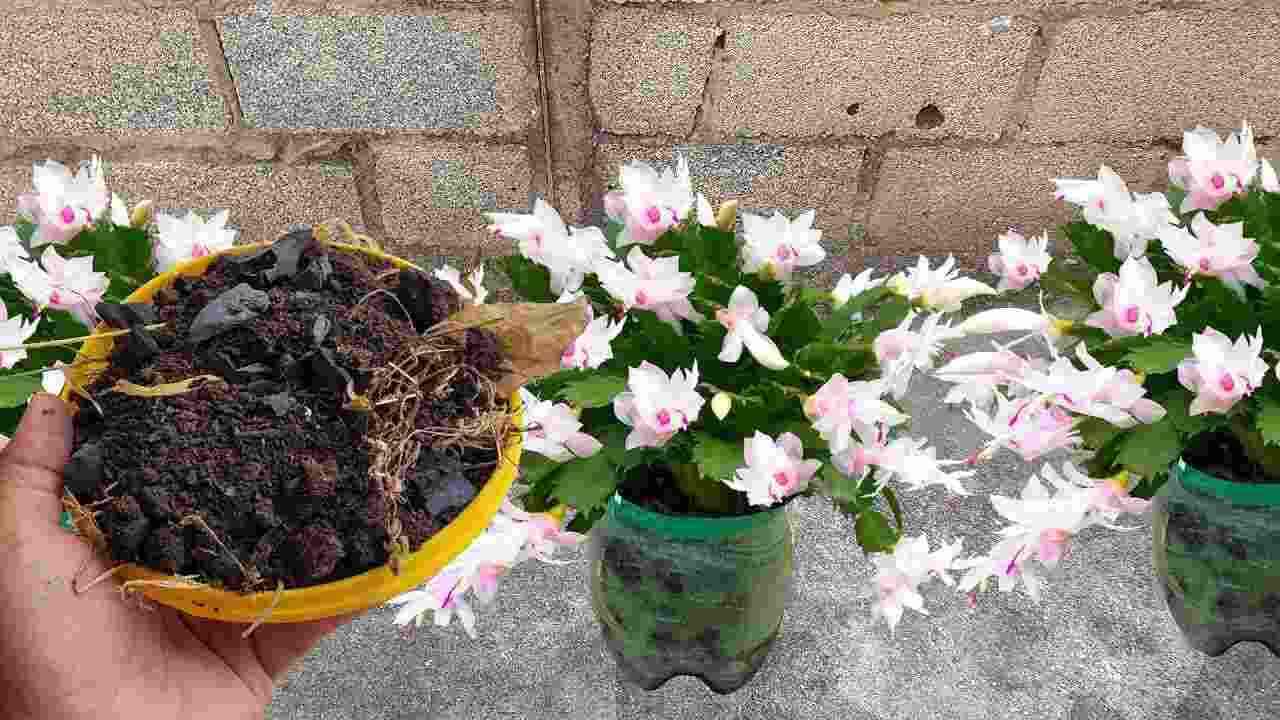 Fertilizante natural para plantas sin costo