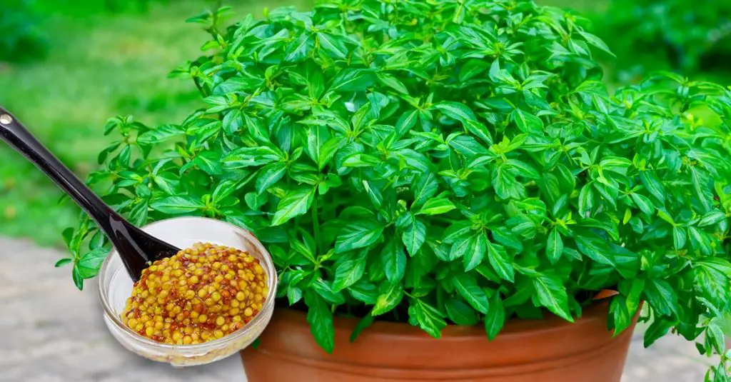 Fertilizante natural para plantas vegetales: cómo prepararlo. – Mis Consejos Jardinería