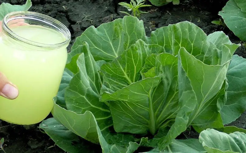 Fertilizantes naturales que tienes en casa que harán crecer tus plantas – Mis Consejos Jardinería