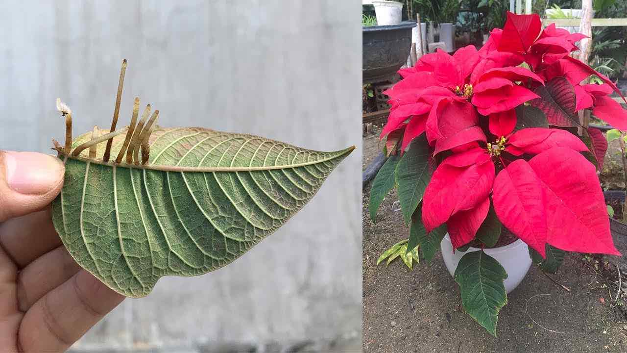 flor de pascua exuberante